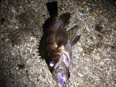 メバリングでやっと20アップ