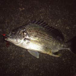 マイポイントで短時間釣行