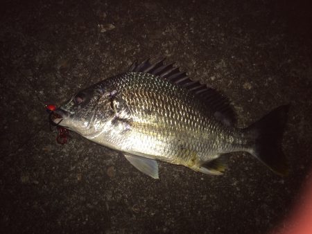 マイポイントで短時間釣行