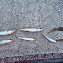 キス釣りランガン