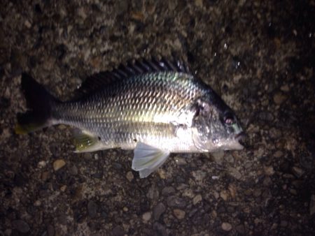 チニング釣行(*^^*)