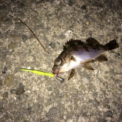 癒されるメバル君達