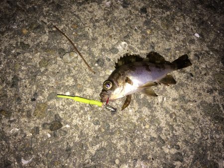 癒されるメバル君達