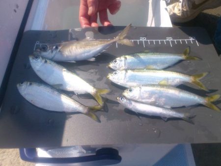 情報操作!?　踊らされた人々・・・