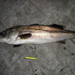 シーバスシーズン到来か