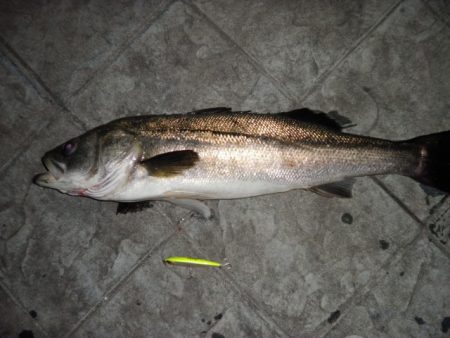 シーバスシーズン到来か