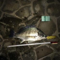 キビレと私の週末