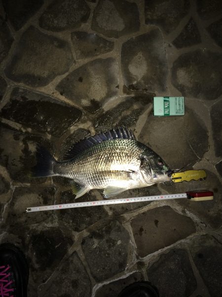 キビレと私の週末