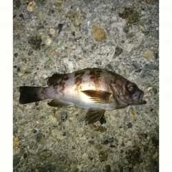 本荘人工島でのメバリング