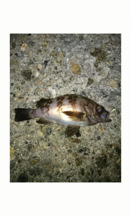 本荘人工島でのメバリング