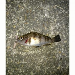 伊保港でのメバリング　今日はピンク！