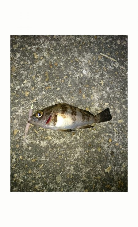 伊保港でのメバリング　今日はピンク！