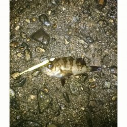 メバルすくい？