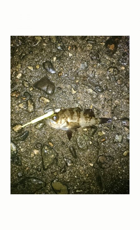 メバルすくい？