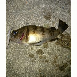 アシスト着用！