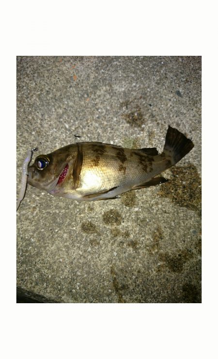 アシスト着用！