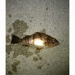 【13日東二見】めばりんぐ