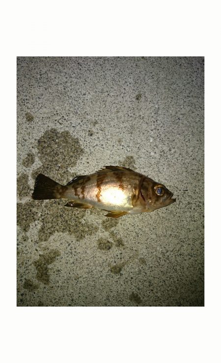 【13日東二見】めばりんぐ