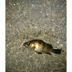 チビメバリング