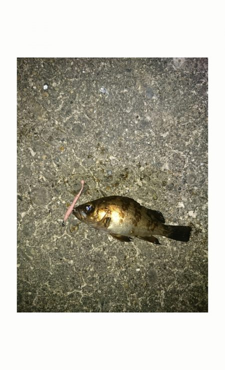 チビメバリング