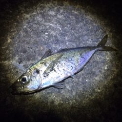 夜アジ