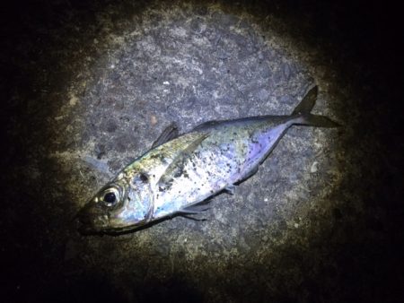 夜アジ