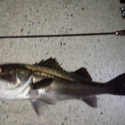 メバリングのハズが…