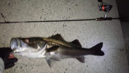 メバリングのハズが…