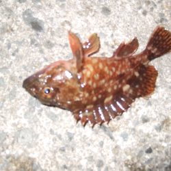 今年、チヌつれてます！？