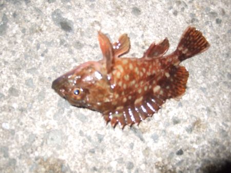 今年、チヌつれてます！？