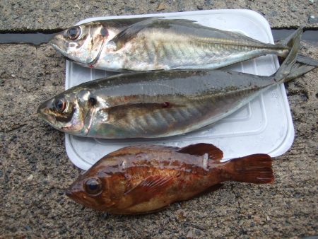 大アジ狙いで、メバルもＧＥＴ！！