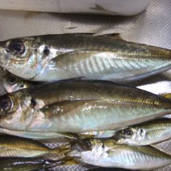 大アジ、がまんの釣り