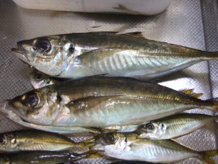 大アジ、がまんの釣り