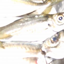 ウキが横に走るあたりで、アジ ゲット