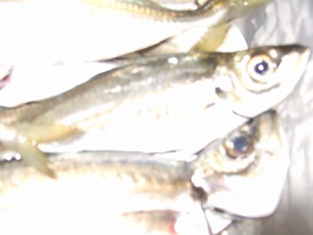 ウキが横に走るあたりで、アジ ゲット