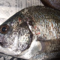 チヌ、メバル何とかＧＥＴ！