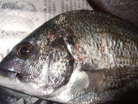 チヌ、メバル何とかＧＥＴ！