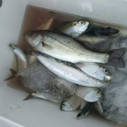 兵突でいろいろ釣れました。