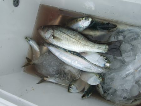 兵突でいろいろ釣れました。