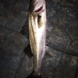 シーバスの活性UP