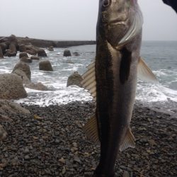 雨の中青物狙いで～