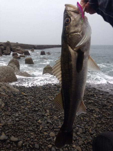 雨の中青物狙いで～