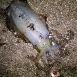 何とか釣れました。