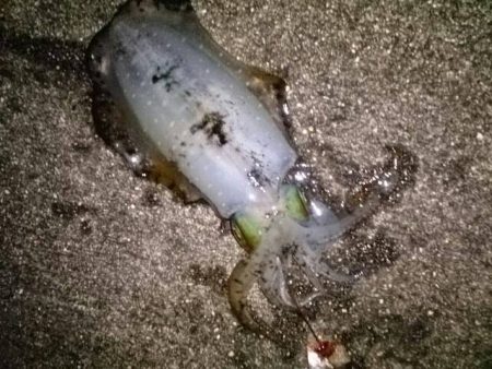 何とか釣れました。