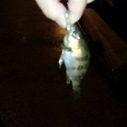 小さなメバルだけ