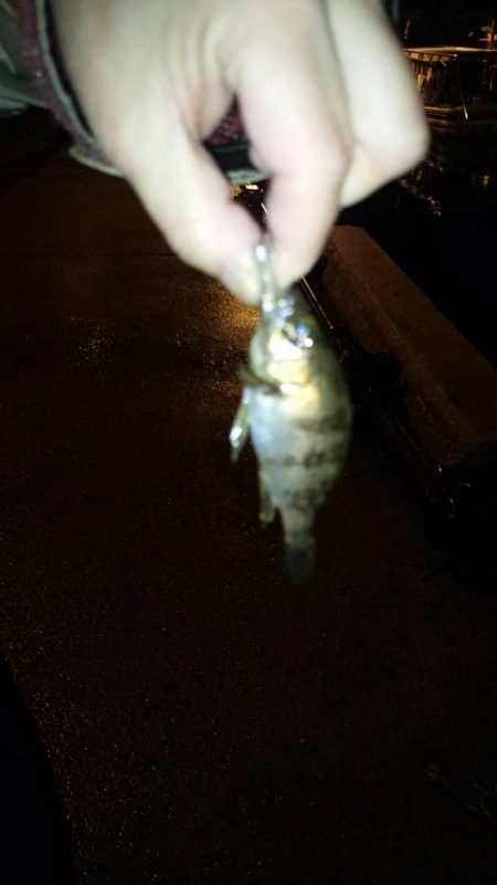 小さなメバルだけ