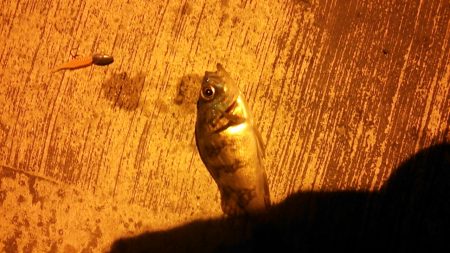 メバルの数釣り