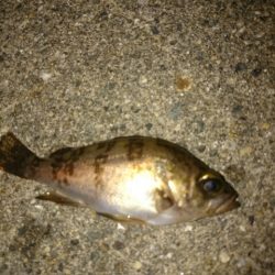 シーズン開幕は、もうちょい