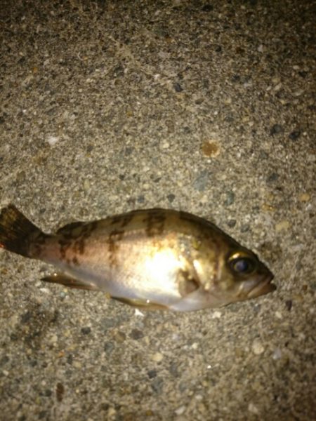 シーズン開幕は、もうちょい