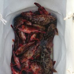 チニング諦めてのガシラ大漁